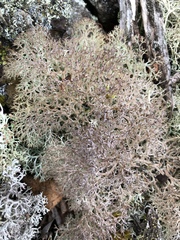 Cladonia wainioi