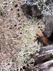 Cladonia wainioi