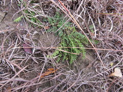 Astragalus distortus
