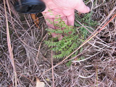Astragalus distortus