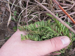 Astragalus distortus