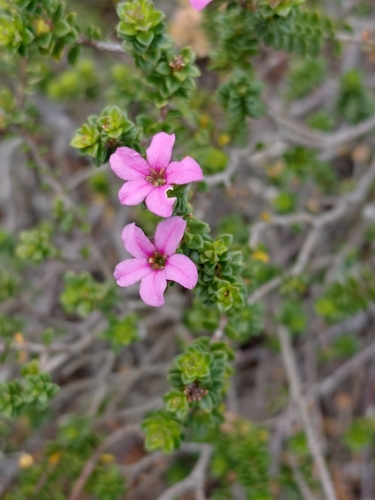 Limestone Porcelainflower (Acmadenia heterophylla)
