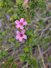 Acmadenia heterophylla, photograph (c) Brian du Preez, some rights reserved (CC BY-SA)