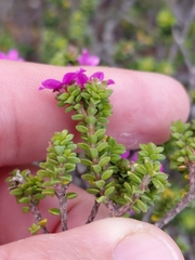 Acmadenia heterophylla, photograph (c) Brian du Preez, some rights reserved (CC BY-SA)