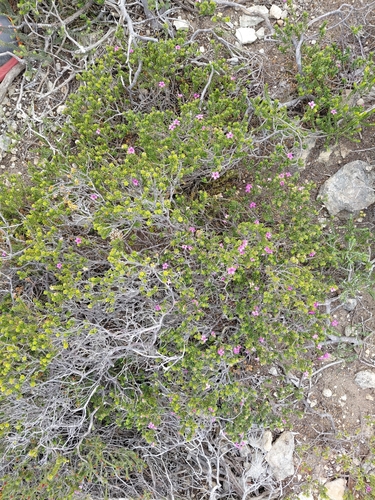 Acmadenia heterophylla, photograph 6