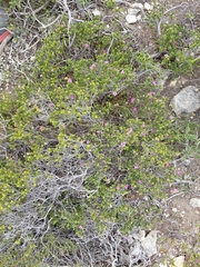 Acmadenia heterophylla, photograph (c) Brian du Preez, some rights reserved (CC BY-SA)