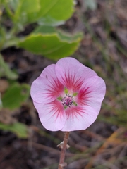 Anisodontea scabrosa, photograph (c) Brian du Preez, some rights reserved (CC BY-SA)