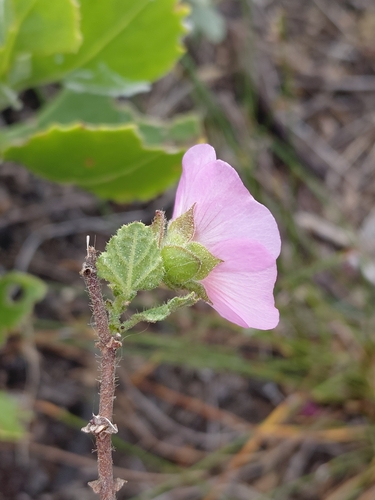 Anisodontea scabrosa, photograph 6