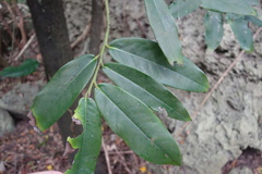 Diospyros blancoi