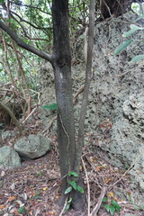 Diospyros blancoi