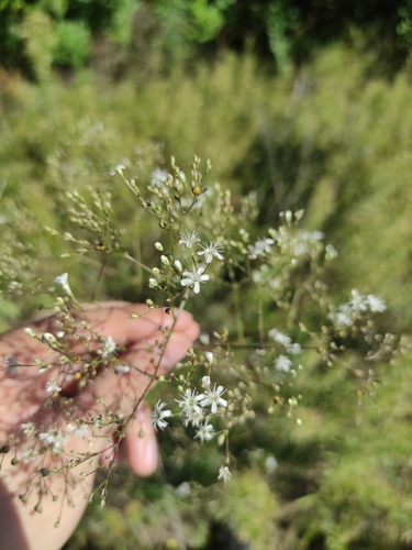 Gypsophila altissima (Gypsophila altissima)