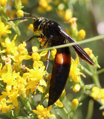 Stizoides renicinctus