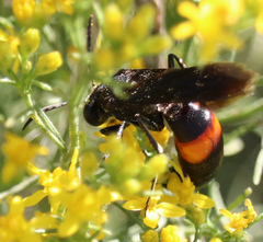 Stizoides renicinctus