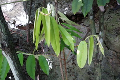 Diospyros blancoi