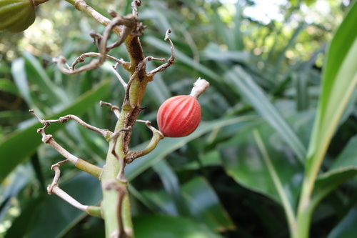 Alpinia koshunensis, photograph 4