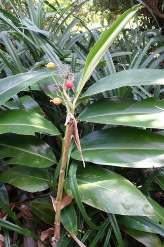 Alpinia koshunensis, photograph 5