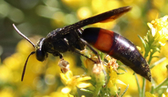 Stizoides renicinctus