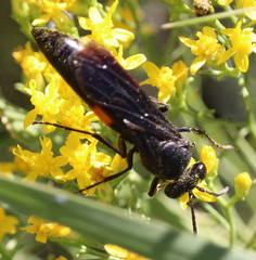 Stizoides renicinctus