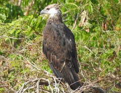 Haliaeetus vociferoides