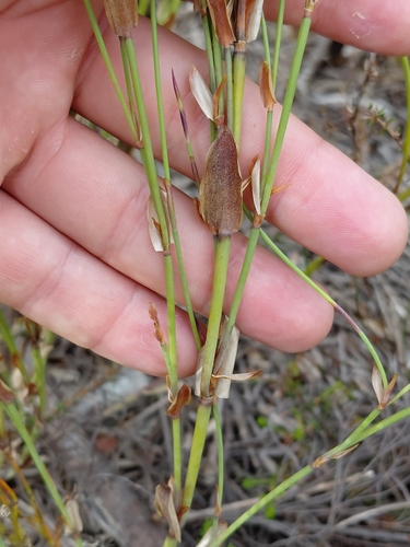 Elegia stipularis, photograph 2