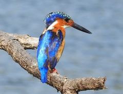 Corythornis vintsioides