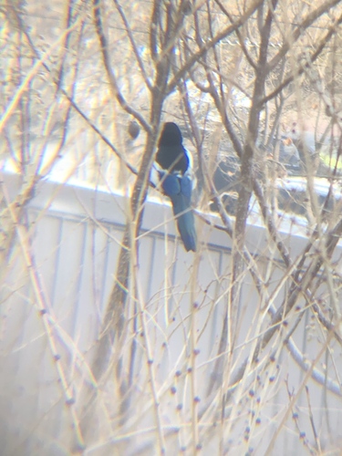 Oriental Magpie