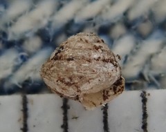 Euconulus