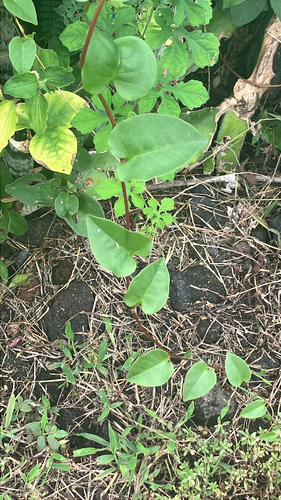 Anredera cordifolia observed 2025-08-14