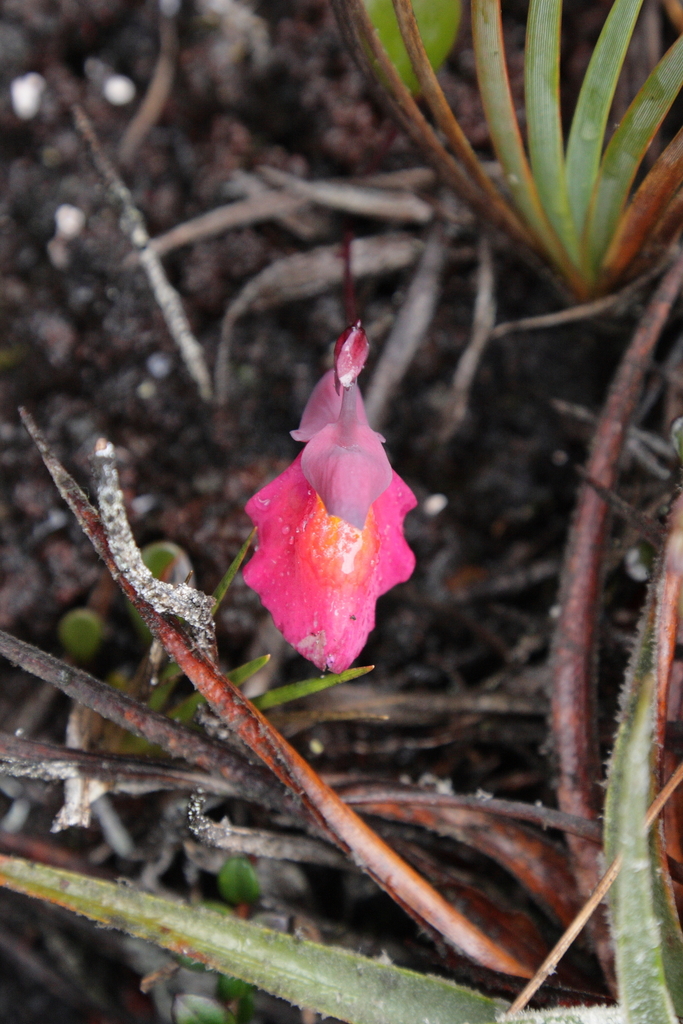 Utricularia quelchii N.E.Br. 2