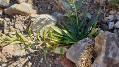 Oenothera elata hirsutissima