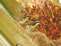 Coereba flaveola caboti