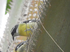 Coereba flaveola caboti