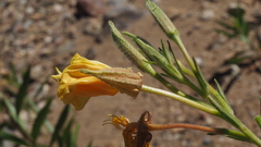 Oenothera elata hirsutissima