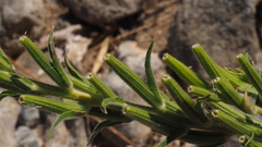 Oenothera elata hirsutissima