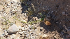 Oenothera elata hirsutissima