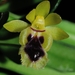 Gastrochilus retrocallus - Photo (c) 澎湖小雲雀, some rights reserved (CC BY-NC-SA)