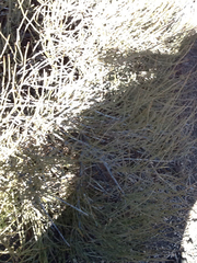 Ephedra torreyana