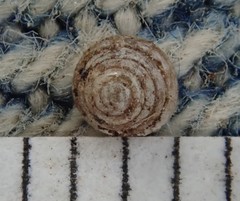 Euconulus