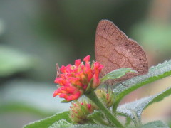 Paryphthimoides grimon