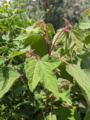 Bush Sorrel