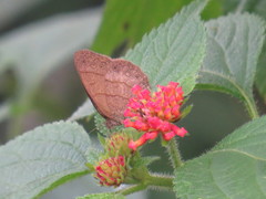 Paryphthimoides grimon