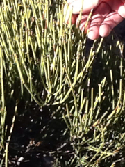 Ephedra torreyana