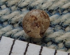 Euconulus