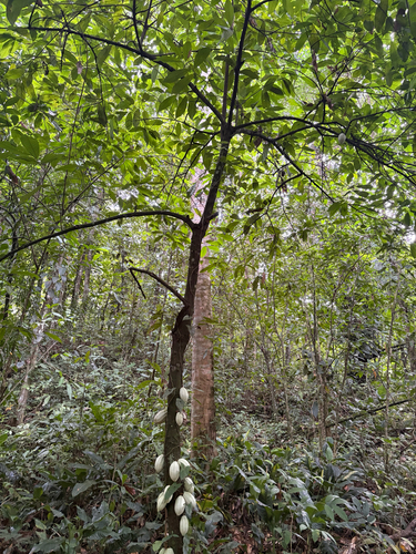 cacao tree