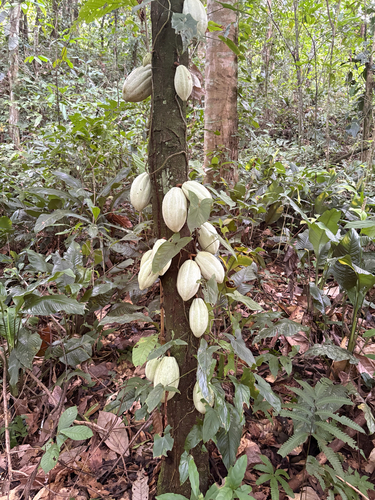 cacao tree