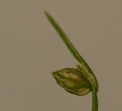 Isolepis reticularis