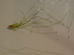 Isolepis reticularis