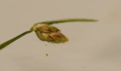 Isolepis reticularis