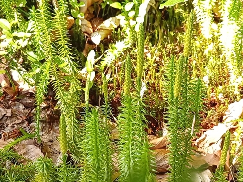 stiff clubmoss (Lycopodium annotinum)
