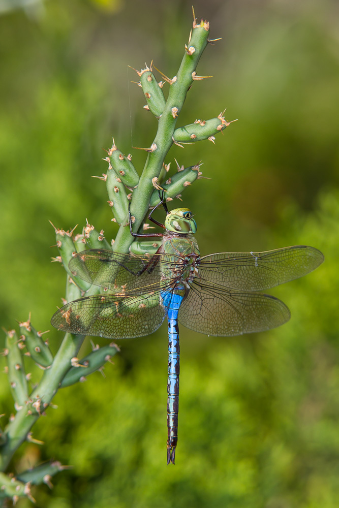 Common Green Darner (Odonatos del Noreste de México) · iNaturalist Mexico